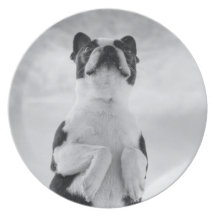 Placa de Boston Terrier Platos