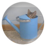 placa dulce del gatito del tabby que mira a escond plato