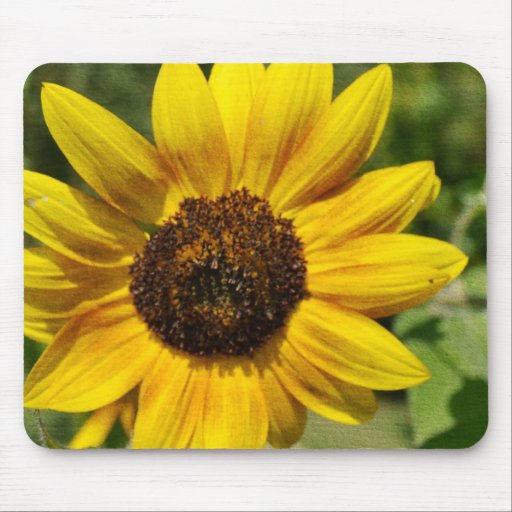 Placer del girasol alfombrilla de ratones