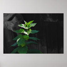 Planificáis en sunlight poster