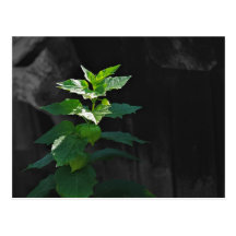 Plant in sunlight postkarten