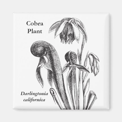 Planta carnívora botánica del vintage imán de frigorífico