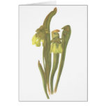 Planta carnívora - menor del Sarracenia Tarjetas