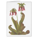 Planta carnívora - psittacina del Sarracenia Felicitaciones