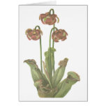 Planta carnívora - purpurea del Sarracenia Tarjetón