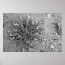 Planta de desierto impresiones