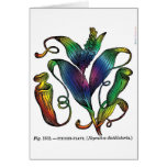 Planta de jarra tarjetas