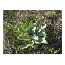 Planta de Mullein del bebé, una muestra de primave Tarjeta Postal