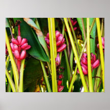 Planta de plátano poster
