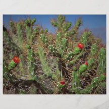 Planta del cactus, barranco de Colca, Perú, Suramé Tarjetas Publicitarias