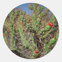 Planta del cactus, barranco de Colca, Perú, Suramé Pegatinas Redondas