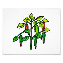 Planta del chile muchas pimientas gráficas arte con fotos