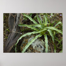 Planta del jabón poster