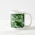 planta frondosa verde grande tazas