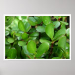 Planta gorda impresiones