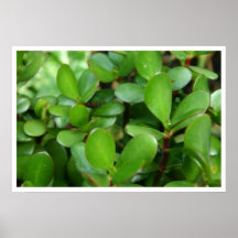 Planta gorda impresiones