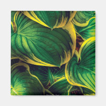 Planta - hojas del Hosta Imán Para Frigorifico