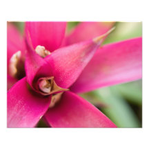 Planta llameante magenta de Bromeliad de la espada Arte Con Fotos