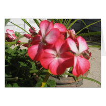 Planta Potted tarjetas