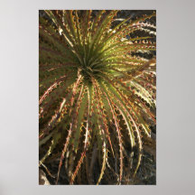 Planta suculenta de punta posters