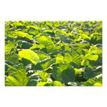 Plantación del taro fotos