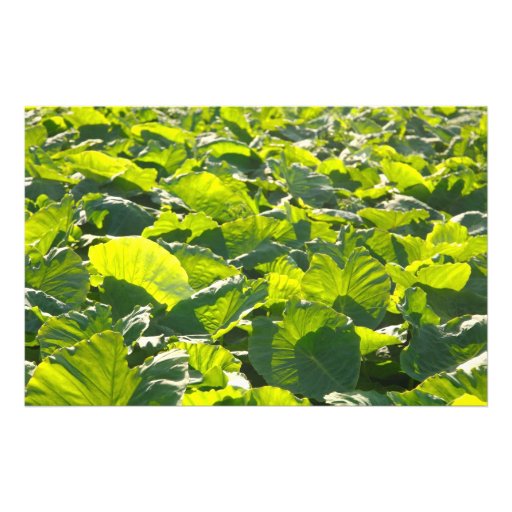 Plantación del taro papeleria personalizada