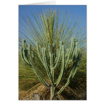 Plantas áridas de la zona, del Ingenio del EL Char Felicitación