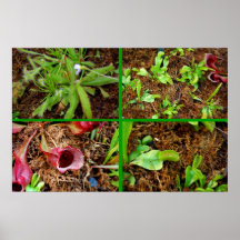 Plantas carnívoras posters