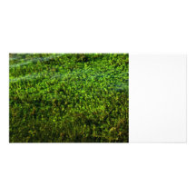 Plantas de agua subacuáticas en la charca tarjetas fotográficas personalizadas