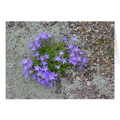 Plantas de desierto xéricas, púrpuras tarjeton