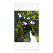 plantas de plátano tarjeta fotografica  