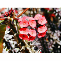 Plantas de Throns de las flores Escultura Fotografica