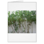 Plantas del árbol en la pared blanca tarjeta