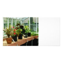Plantas en invernadero tarjetas fotográficas personalizadas