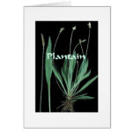 Plantas mágicas - tarjeta del llantén