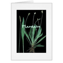 Plantas mágicas - tarjeta del llantén
