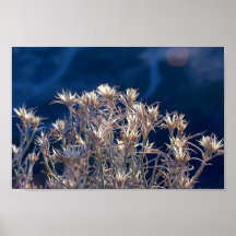 Plantas Posters