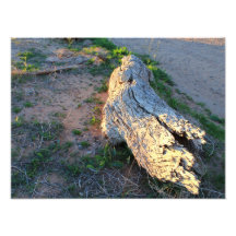 Plata del desierto fotografia