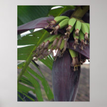 Plátano floreciente posters
