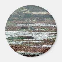 Playas Tidepools de las garzas de los pájaros Imán De Frigorífico