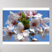 Plena floración poster