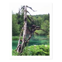 Plitvicer Seen einsamer Baum Postkarte