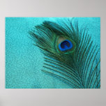 Pluma azul del pavo real de la aguamarina metálica impresiones