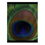 Pluma del pavo real tarjeta postal