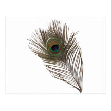 Pluma del pavo real tarjeta postal
