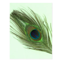 Pluma verde del pavo real en verde postal