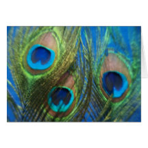 Plumas azules del pavo real tarjeton