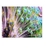 Plumas del pavo real arte con fotos