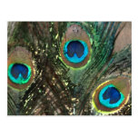 Plumas del pavo real con las rocas tarjetas postales