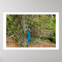 Plumas del pavo real posters